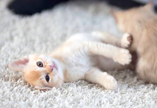 28908360_10156120298243397_785369866_n