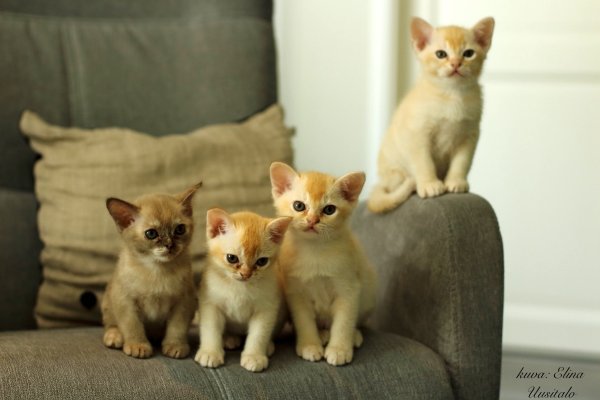 37114464_10156405248393329_323060658251759616_o