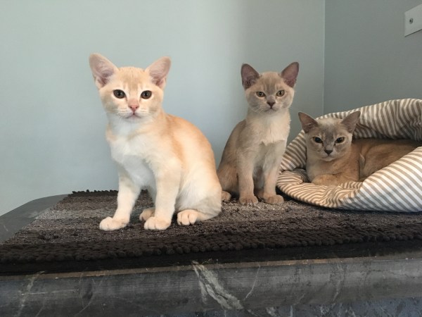 C68846FE-4FE6-436D-810E-B6ED756F74BF